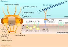 What is the function of nucleus membrane. Cell Nucleus Membrane An Overview Sciencedirect Topics