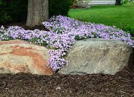 Check spelling or type a new query. Low Maintenance Ground Covers The Best Ones For Your Yard Bob Vila
