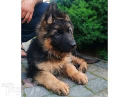Our dogs are a part of our household and dwell in our residence. German Shepherd Dog For Sale German Shepherd Dog Puppies