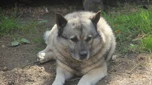 Image result for norský losí pes šedý