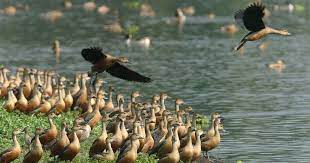 A wetland is a place where the land is covered by water. India Released Guidelines To Help States Implement Wetlands Conservation And Management Rules 2017