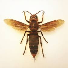 Asian Giant Hornet Wikipedia