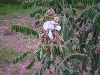 Image result for Tephrosia vogelii