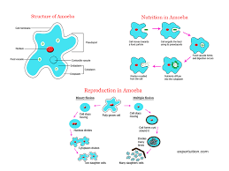 When the cytoplasm divides it is called. Amoeba Structure And Life Processes Expertuition