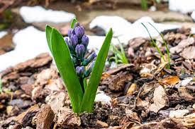 (3) in addition, if it becomes necessary to prune a plant to reduce its size, it may be cut back in june or july without harming the next year's bloom. How To Grow Snapdragon Flower Happy Diy Home