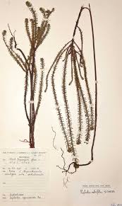 Image result for Euphorbia crebrifolia