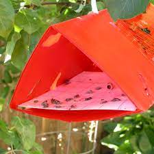 Nobody likes worms in their apples. Codling Moth Control Woodbridge Fruit Trees