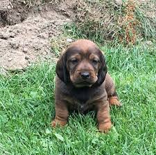 Image result for alpský brakýř jezevčíkovitý