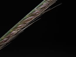 Image result for Chloris mossambicensis