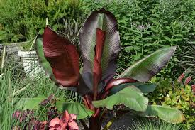 Image result for Ensete ventricosum