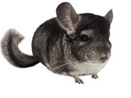Browse search results for chinchilla pets and animals for sale in fresno, ca. Chinchilla Care Facts How To Take Care Of A Chinchilla Petco