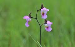 Image result for Oxygonum buchananii