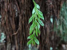 Image result for Psilotaceae