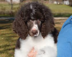 A black, white, and tan/copper aussiedoodle with a white face blaze, white chest, and white on some feet. Mnj Poodles Beautiful Multi Colored Parti And Solid Poodle Puppies Located Just Southeast Of Dallas Texas