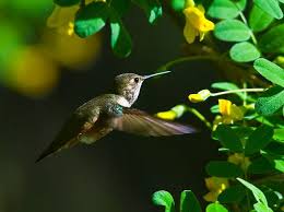 Birds Of Middle Tennessee Day 41 Rufous Hummingbird Glacier National Park National Parks Animals