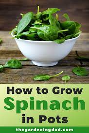 How To Grow Spinach From Seed 6 Easy Tips Growing Spinach Food Garden Growing Vegetables At Home