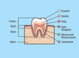 Image result for Tooth Anatomy