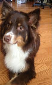 Australian Shepherd Black White And Brown Dogs Australian Shepherd Red Tri Australian Shepherd Australian Shepherd Dogs Dogs