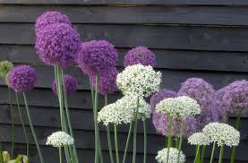 Fast service, fabulous healthy plump bulbs and bonus bulbs too. Alliums Spring Flowering Bulbs Products Rose Cottage Plants
