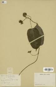 Image result for Telosma africana