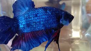 Buat teman teman penghobie dan. Giant Solid Blue Betta For Sale Ikan Laga Supplier