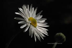 14331 fiori sfondi hd e immagini per sfondi. Margherita Giardino Fiori Nature Hd Wallpaper Peakpx