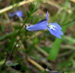 Image result for Lobelia chireensis
