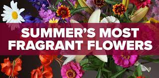 In a word, it's lovely. The Best Smelling Flowers To Have In Your Bouquet Central Square Florist Central Square Florist