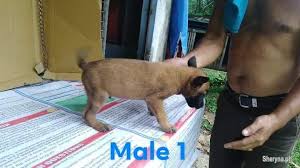 San jose police received a tip wednesday that led to the dog's recovery and the arrest of mohammed nayl, a resident of the small central valley town. Belgian Malinois Puppy Pets For Sale In San Jose Batangas Sheryna Ph Mobile 764566