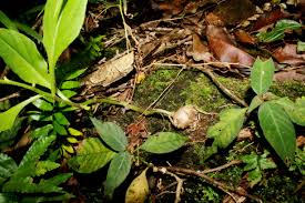 Image result for Gynura pseudochina