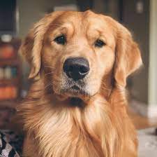Golden Retriever Puppies For Sale Retriever Puppy Golden Retriever Cute Dogs And Puppies