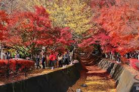 Koyo di osaka dapat dinikmati di berbagai spot pada pertengahan november hingga awal desember. Musim Luruh Di Jepun 7 Tips Awesome Dan Mesra Muslim Untuk Percutian Terbaik Anda Islam Itu Indah