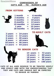 Fantastische Grundlegende Tipps Zum Trainieren Von Katzen Fur Jedes Grunschnabel Cat Ages Cats Kittens