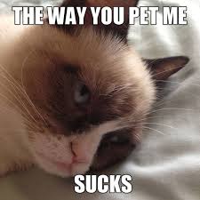 But have you been coming across fat cat memes? 35 Most Funniest Grumpy Cat Memes On The Internet