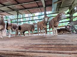 Stock 200ekor di kandang kami insyaallah mencukupi. Biri Biri Untuk Aqiqah Dan Qurban Photos Facebook