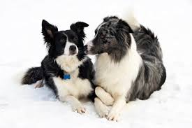 The sccgb makes no warranty as to the quality or fitness of any puppies or older dogs offered for sale. Male Vs Female Border Collie Which Is Better For You