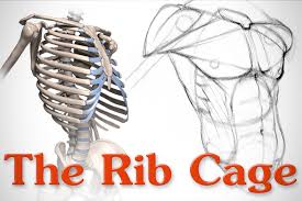 The rib cage is the arrangement of ribs attached to the vertebral column and sternum in the thorax of most vertebrates, that encloses and protects the vital organs such as the heart, lungs and great vessels. Anatomy Of The Rib Cage Proko
