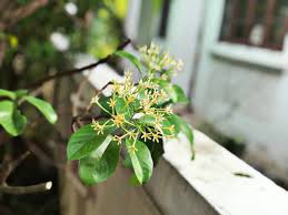 Image result for Tarenna leonardii