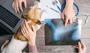City pets vet is a full service veterinary practice located at 3521 se division street. We Have An Experienced Team Of British Qualified Vets And Nurses Signifying A Very High Level Of Expertise British Veterinary Hospital