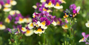 Image result for Nemesia