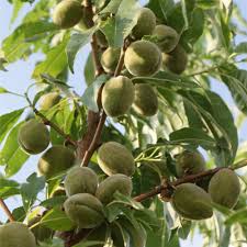 Contrary to popular belief, theirfruits are the same size as standards. Exotic Fruit Trees Almond Tree Semi Dwarf