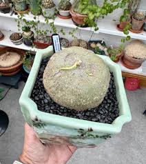 Image result for Adenia karibaensis