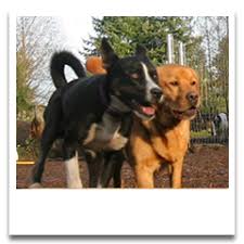 Lauren rick was tired of designing software and wanted a change. Dog Boarding Daycare Near Seattle Bone A Fide Dog Ranch