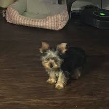 Teacup yorkie puppies for sale in arizona, az. Yorkshire Terrier Puppies For Sale Lebanon Mo 321415