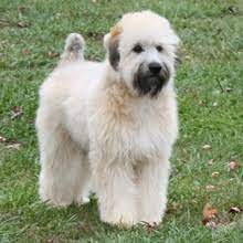 **hudson** meet our adorable litter of aca registered soft coated wheaten terriers! ØªØ¹Ø§Ø·Ù Ø¹Ø·Ù ØªØ­Ø§Ø¶Ù† ÙŠØµÙ„ Ø¹Ø±Ø¨ Soft Coated Wheaten Terrier Puppies For Sale Psidiagnosticins Com