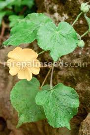 Image result for Abutilon grandiflorum