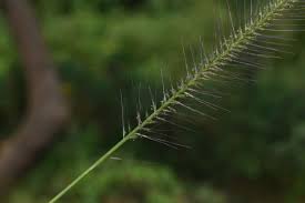 Image result for Perotis patens