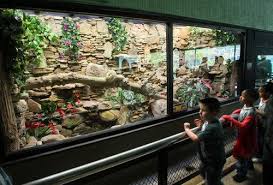 Snake Terrarium Reptile Zoo Atlanta Zoo Zoo