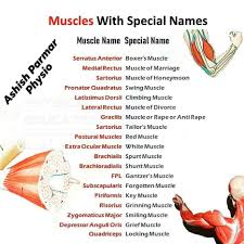 When you first get the list of muscles you need to however, once you know that muscle names are latin phrases, you can use them as shortcuts to help you find and learn the muscles faster and more. Muscles With Special Names Kaka Physiotherapy Clinic Facebook
