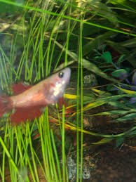 Yet despite their relatively low numbers, the livebearing. Please Help Pregnant Betta And I Don T Know What To Do Bettafish